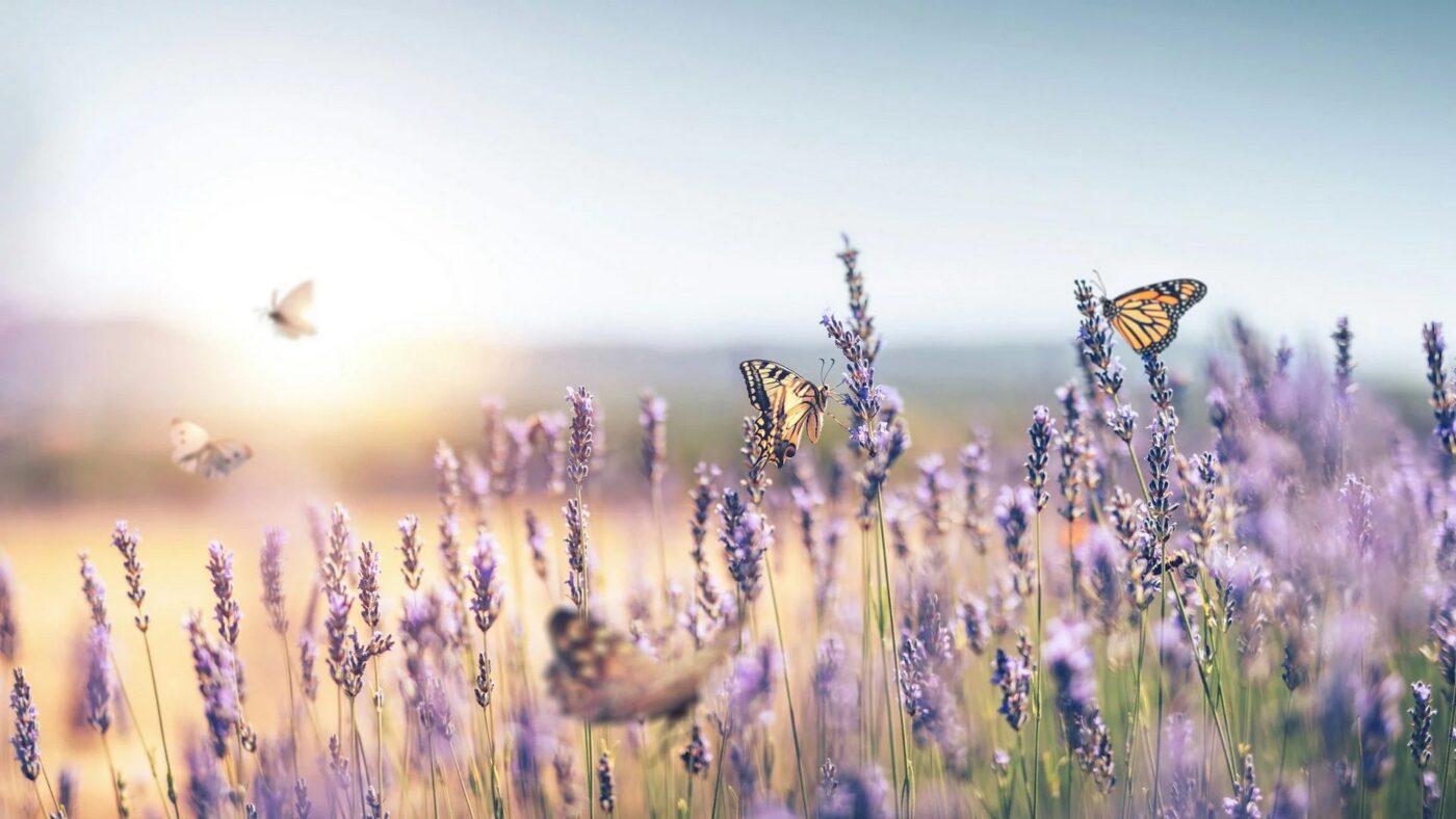 Mindful Transformation LLC